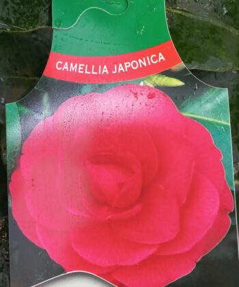Camellia Japonica 'Generaal George Patton' - Japanse Roos