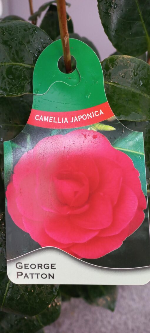 Camellia Japonica 'Generaal George Patton' - Japanse Roos