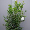 Camellia Sasanqua 'Hime Botan'