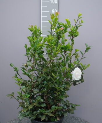 Camellia Sasanqua 'Hime Botan'