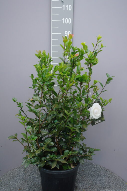 Camellia Sasanqua 'Hime Botan'