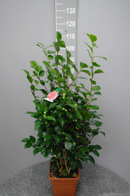 Camellia Japonica 'Comte de Gomer' - Japanse Roos - Afbeelding 3