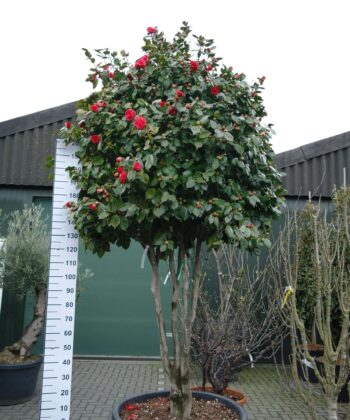 Camellia Japonica multistam