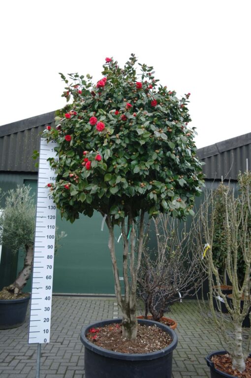Camellia Japonica multistam