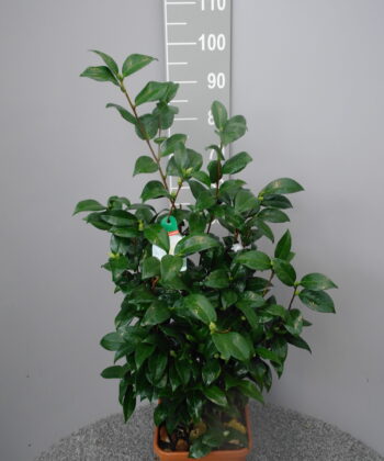 Camellia Japonica 'Snow White' - Japanse Roos