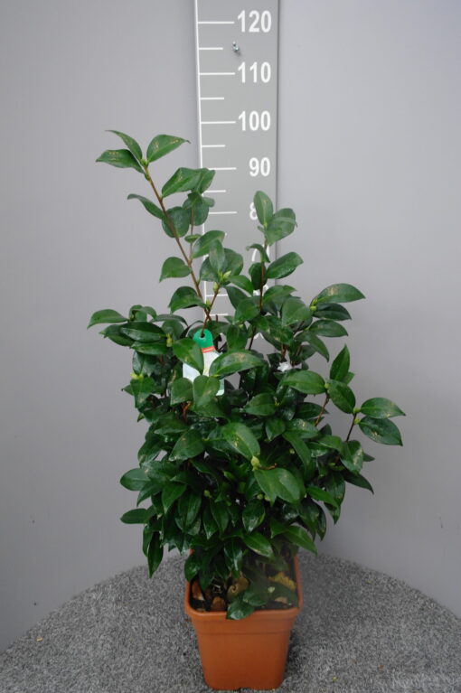 Camellia Japonica 'Snow White' - Japanse Roos
