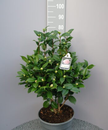 Camellia Japonica 'Nuccio's Cameo'