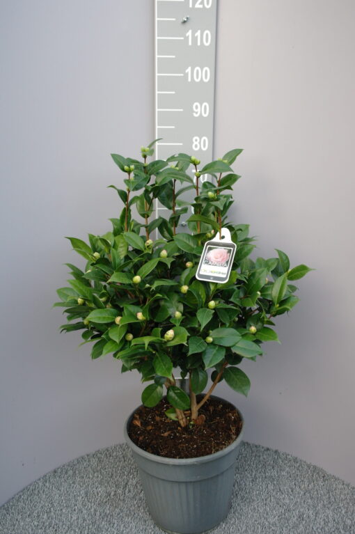 Camellia Japonica 'Nuccio's Cameo'