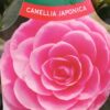 Camellia Japonica 'Sacco Nova' - Japanse Roos