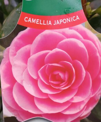 Camellia Japonica 'Sacco Nova' - Japanse Roos