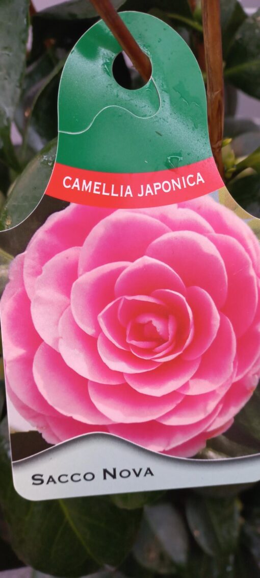 Camellia Japonica 'Sacco Nova' - Japanse Roos