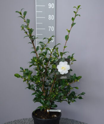 Camellia Sasanqua 'Ginryu'