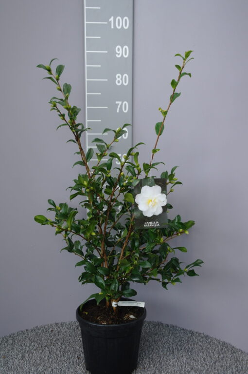 Camellia Sasanqua 'Ginryu'