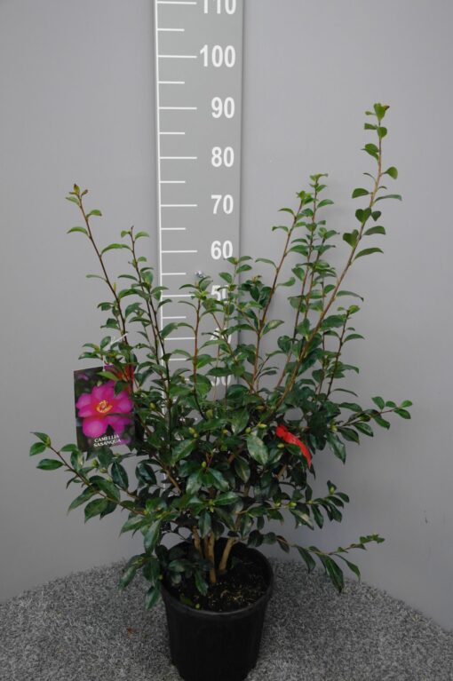 Camellia Sasanqua 'Cherylin'