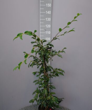 Camellia Sasanqua 'Egao'