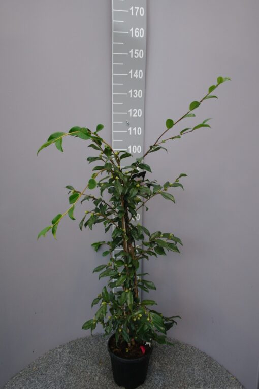Camellia Sasanqua 'Egao'
