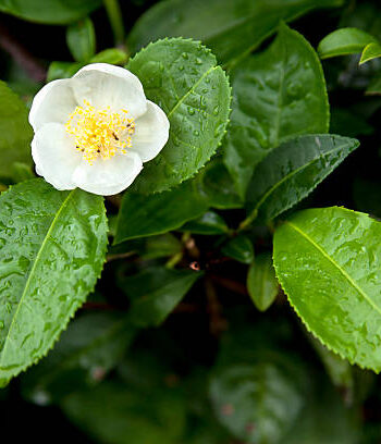Camellia Sinensis - Theeplant