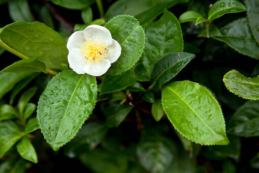 Camellia Sinensis - Theeplant