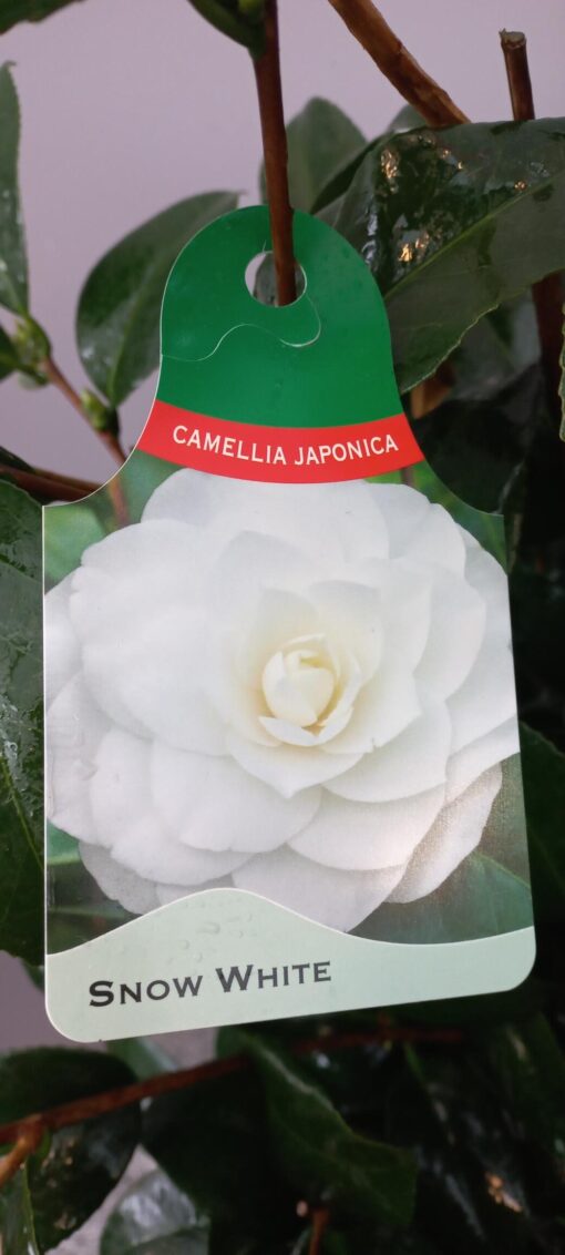 Camellia Japonica 'Snow White' - Japanse Roos - Afbeelding 2