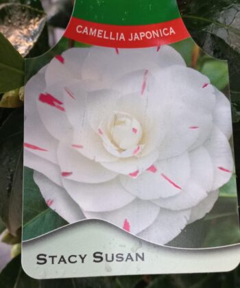 Camellia Japonica 'Stacy Susan'
