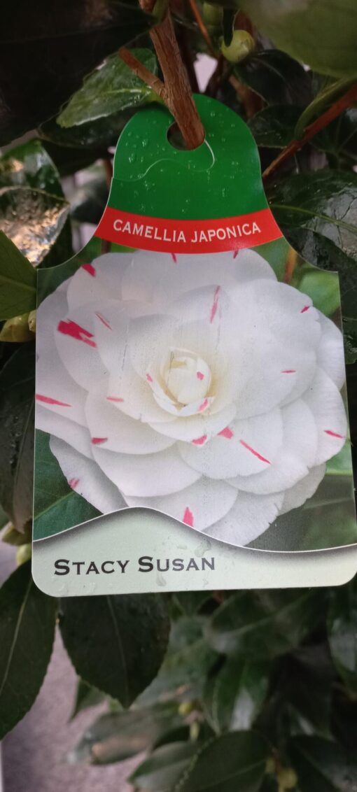 Camellia Japonica 'Stacy Susan'