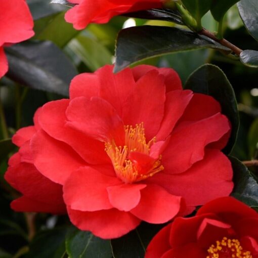 Camellia 1001 Summer Nights® - Afbeelding 2