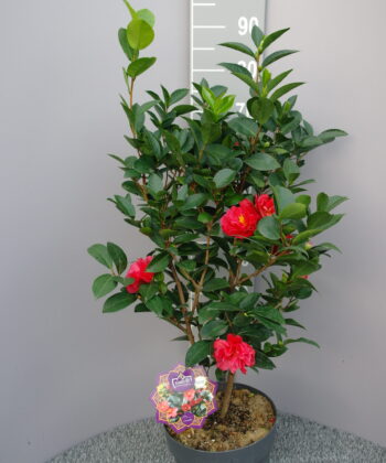 Camellia 1001 Summer Nights®