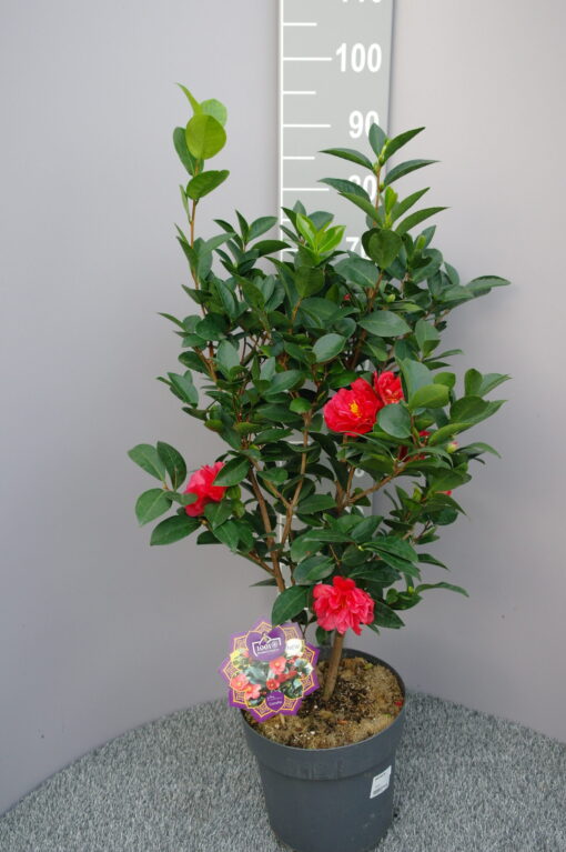Camellia 1001 Summer Nights®