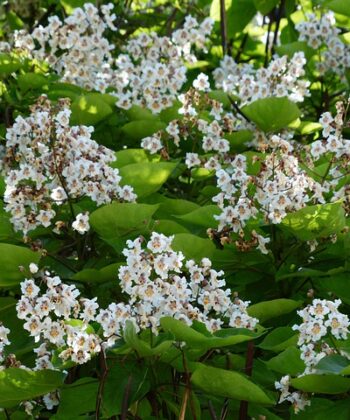 Catalpa