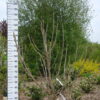 Catalpa bignonioides Aurea - gele trompetboom