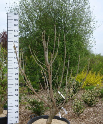 Catalpa bignonioides Aurea - gele trompetboom