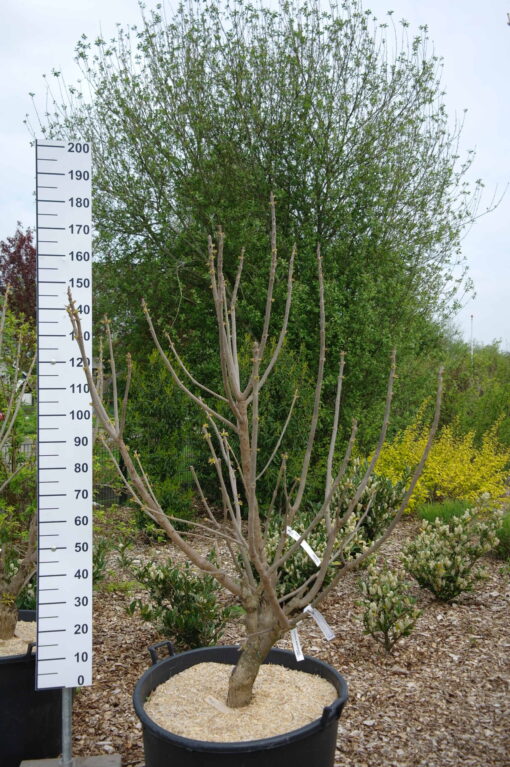 Catalpa bignonioides Aurea - gele trompetboom