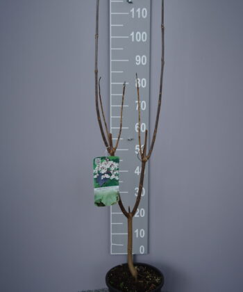 Catalpa Erubescens 'Purpurea'