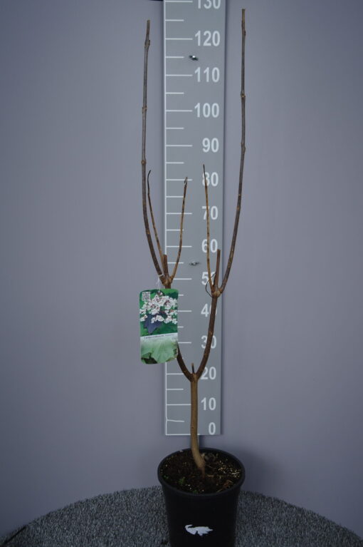 Catalpa Erubescens 'Purpurea'