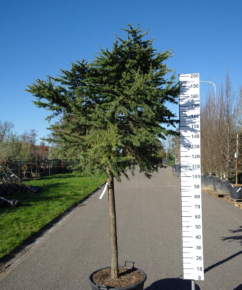 Cedrus Libani compacta