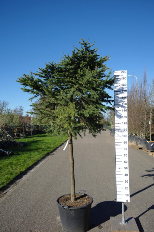 Cedrus Libani compacta