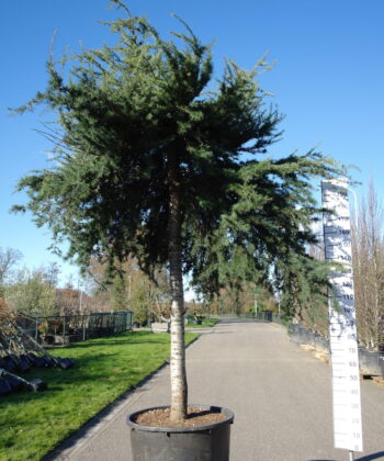 Cedrus Sargenti
