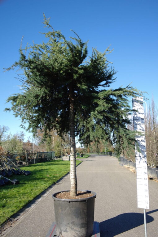Cedrus Sargenti