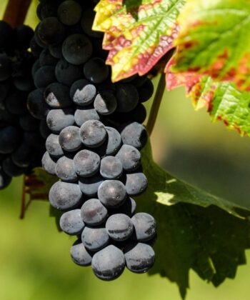 Vitis Vinifera 'Centuri' - Druif pitloos