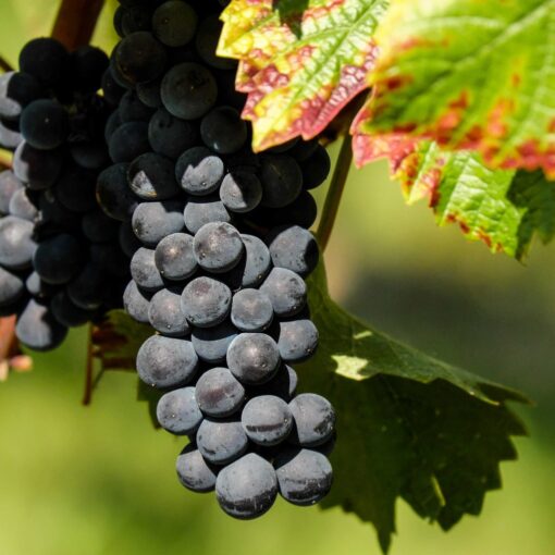 Vitis Vinifera 'Centuri' - Druif pitloos