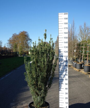Cephalotaxus Harrington