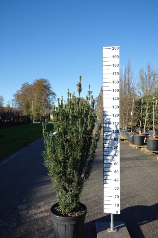 Cephalotaxus Harrington