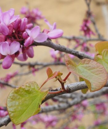 Cercis