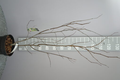 Cercis Canadensis 'Merlot' - Afbeelding 3