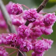 Cercis Canadensis Pink pom poms