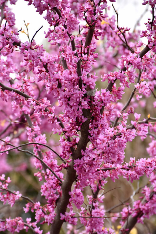 Cercis Canadensis 'Rising Sun' - Afbeelding 2