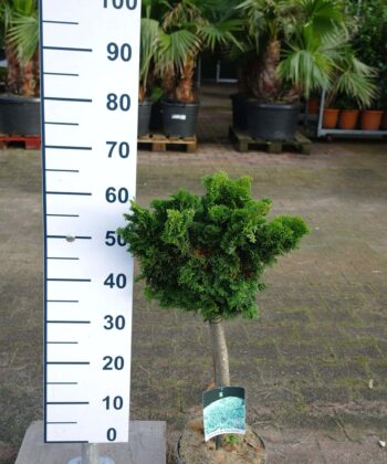 Chamaecyparis obtusa 'Nana Gracilis' op stam