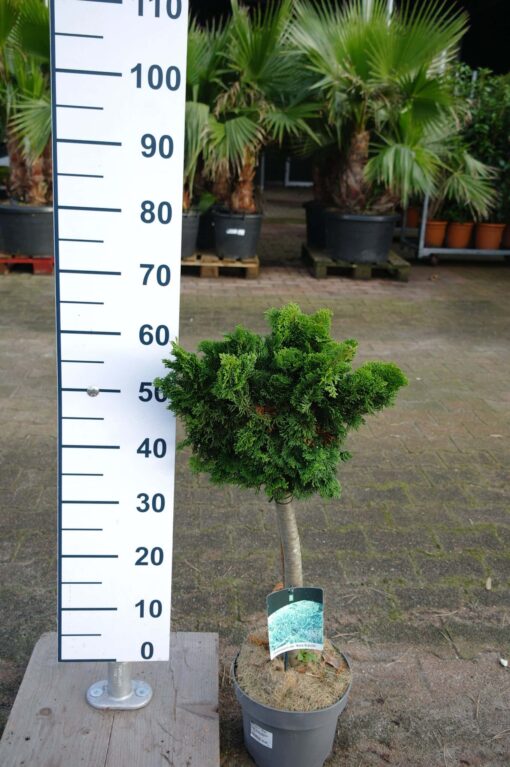 Chamaecyparis obtusa 'Nana Gracilis' op stam