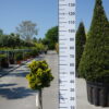 Chamaecyparis obtusa 'Kosteri'