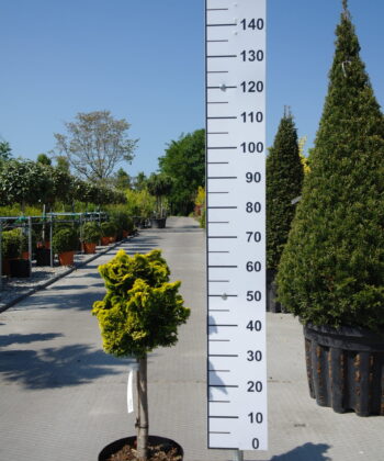 Chamaecyparis obtusa 'Kosteri'